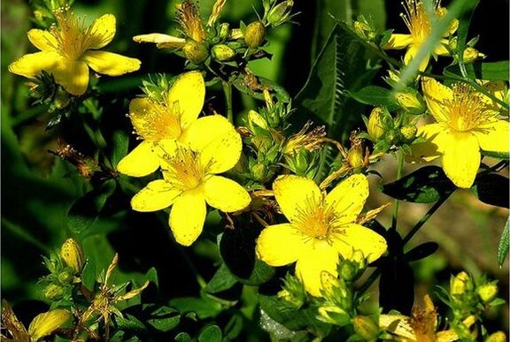 Le millepertuis est une plante médicinale qui aide à lutter contre la prostatite