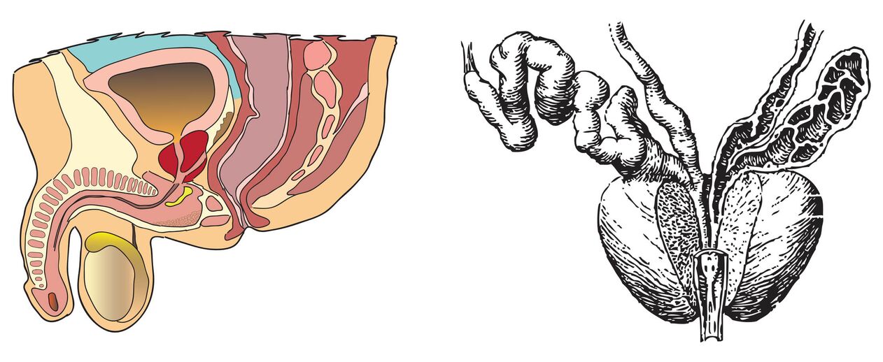 Anatomie de la prostate